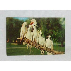Gulf Stream Card Cockatoos At Hialeah Park Florida Miami Bird Postcard Animal